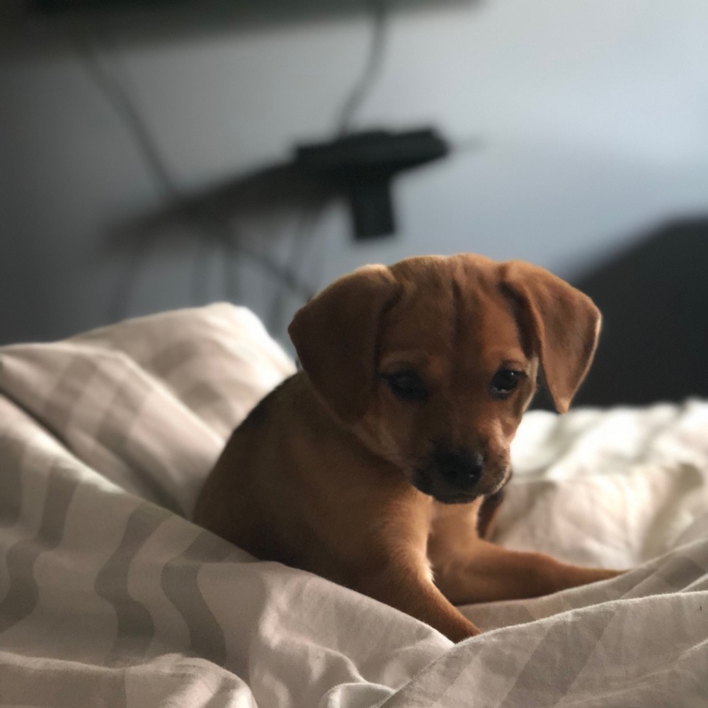 Meet your Posher, Indriana